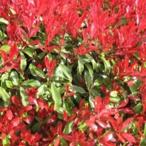 Korallberkenye (red select)