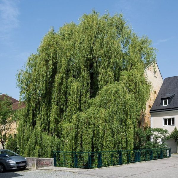 Szomorúfűz / Salix a. Tristis