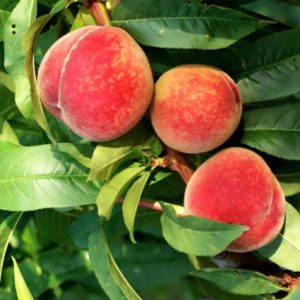 Őszibarack SpringTime