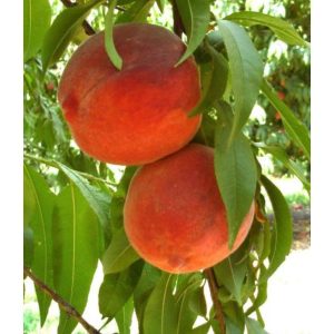 Őszibarack Suncrest