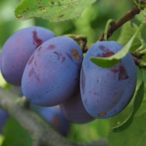 Szilva Debreceni Muskotály