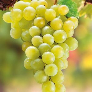 Szőlőskertek királynéja