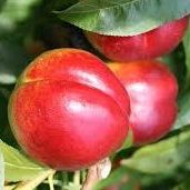 Őszibarack Weinberger, nektarin