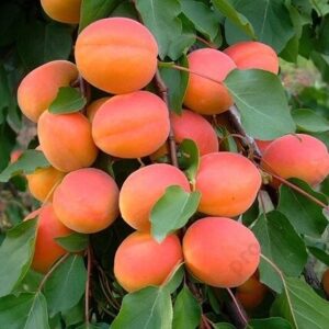 Kajszibarack Orangered